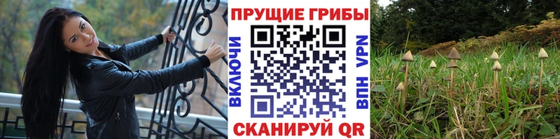 Псилоцибиновые грибы Psilocybine cubensis  Ейск 